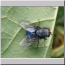 Calliphora vicina - Schmeissfliege 02.jpg